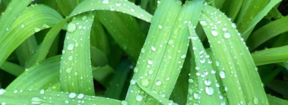 green_dew.jpg