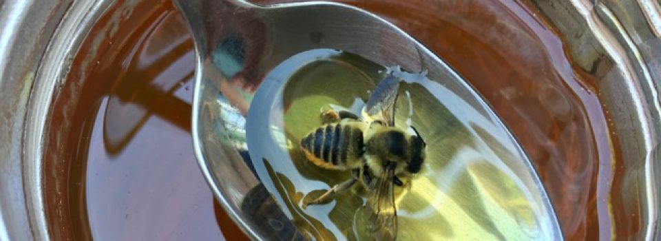 KJ-Bee-in-honey-1.jpg